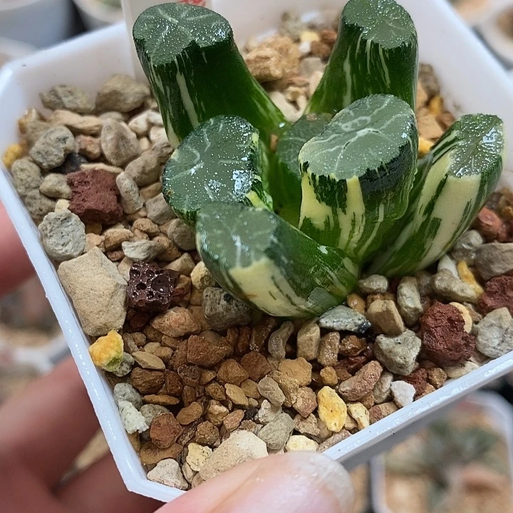 5白妙万象锦一物一拍