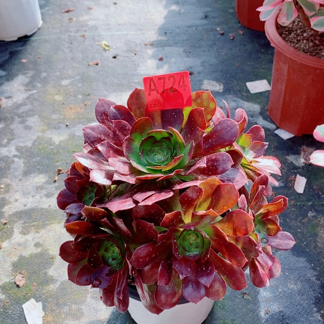 赤焰莲724特价不包损