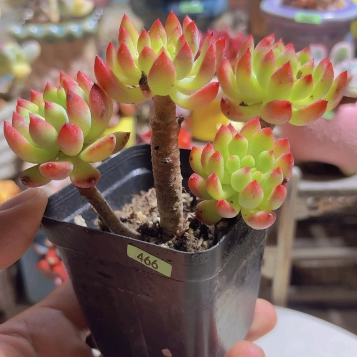 一物一拍编号466