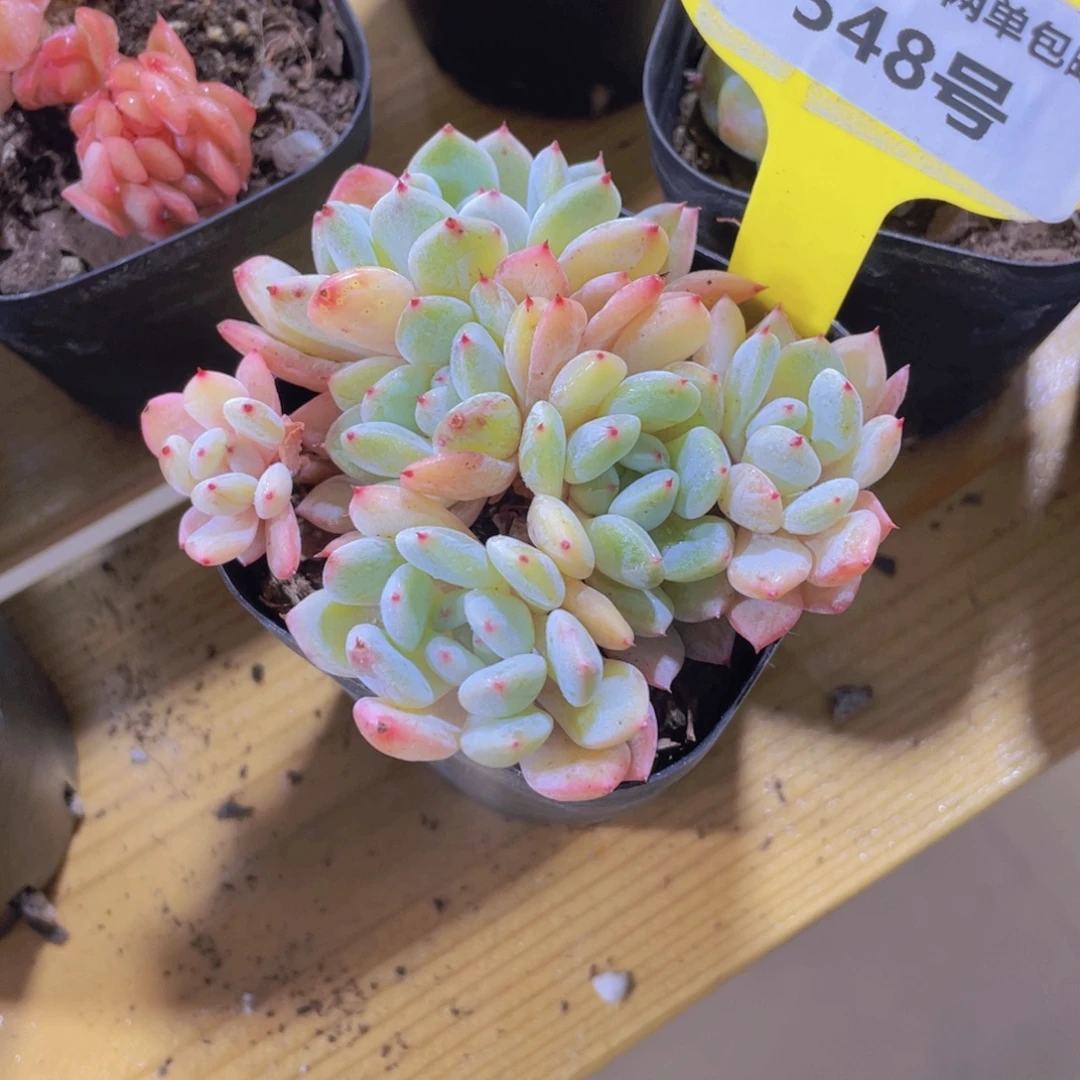 548号 老桩丸叶雪爪多头