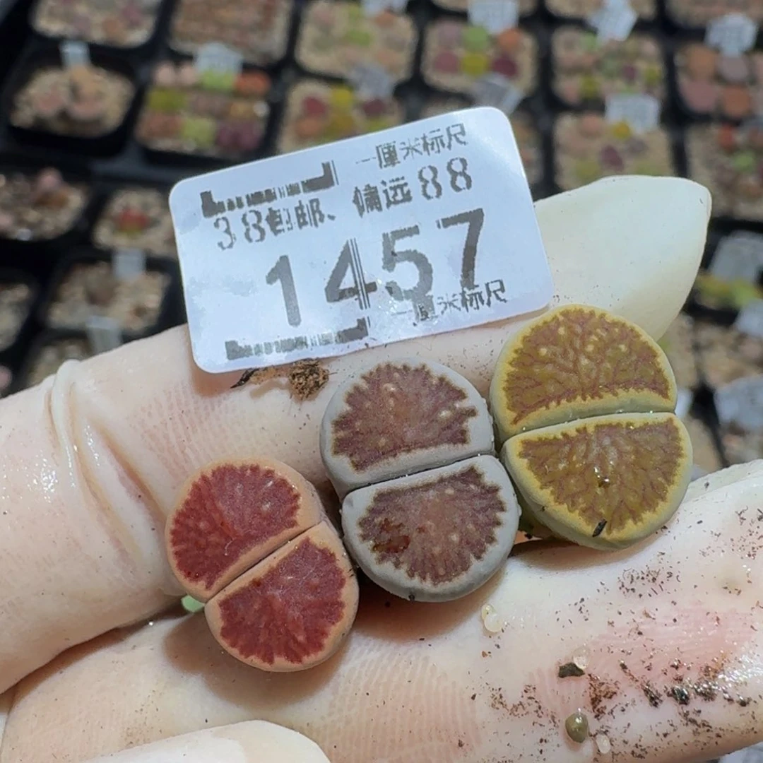 小***乖zzzz生石花肉锥1457