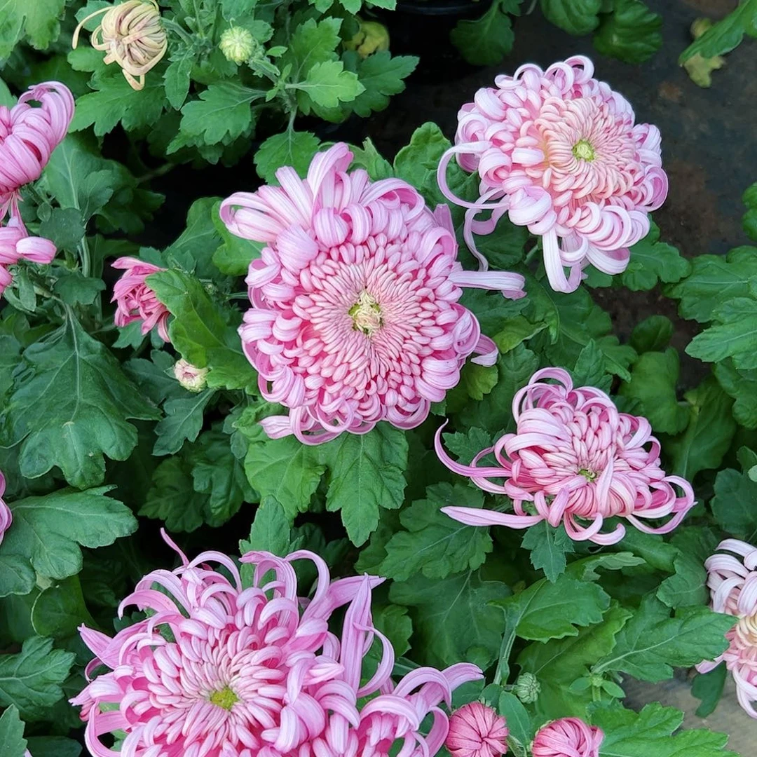 完全开放寿仙桃大花