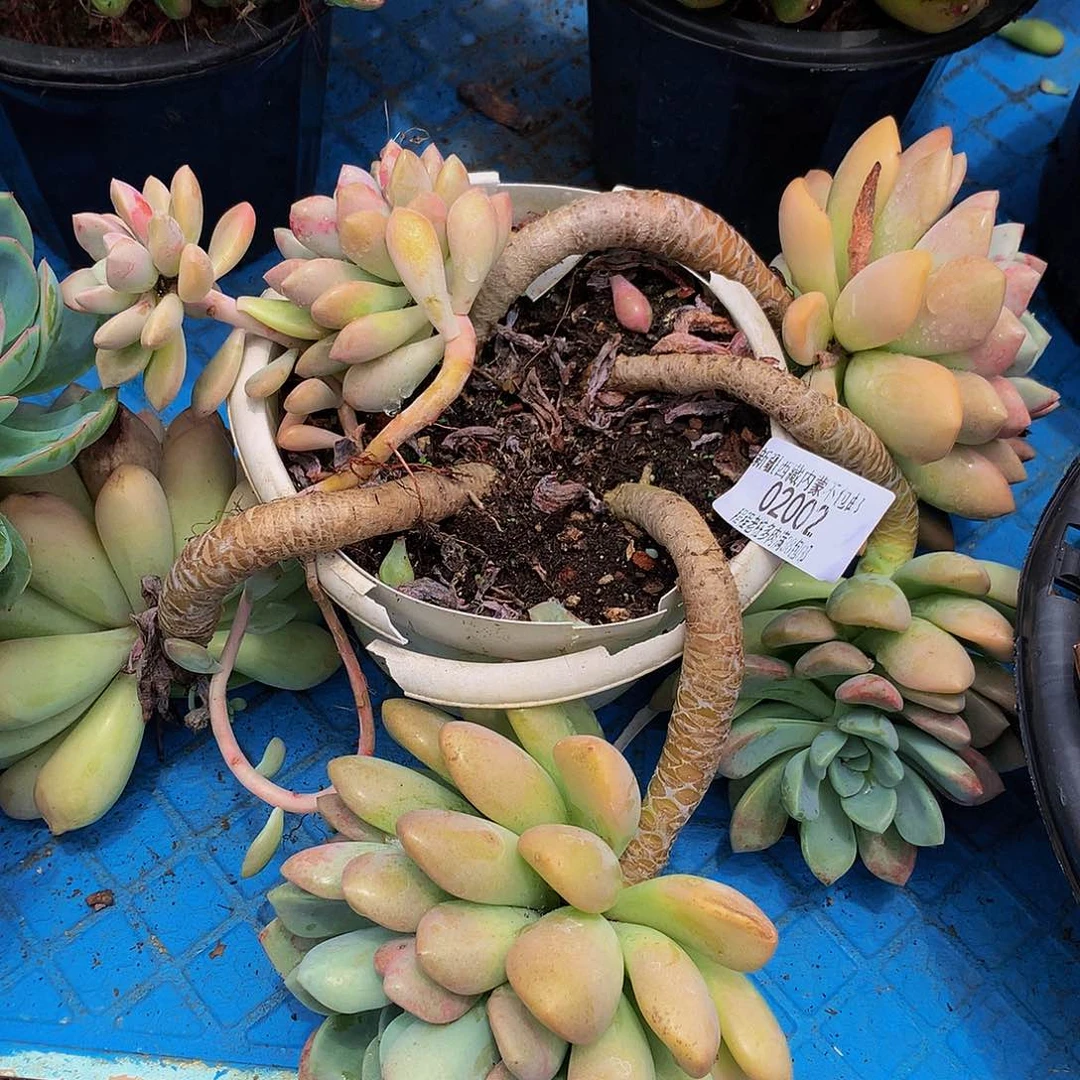 秋***叶花斑鹿02002多肉多肉