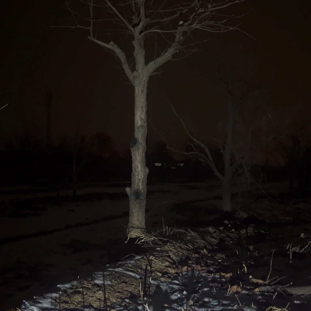 无花朵柿子树柿子树