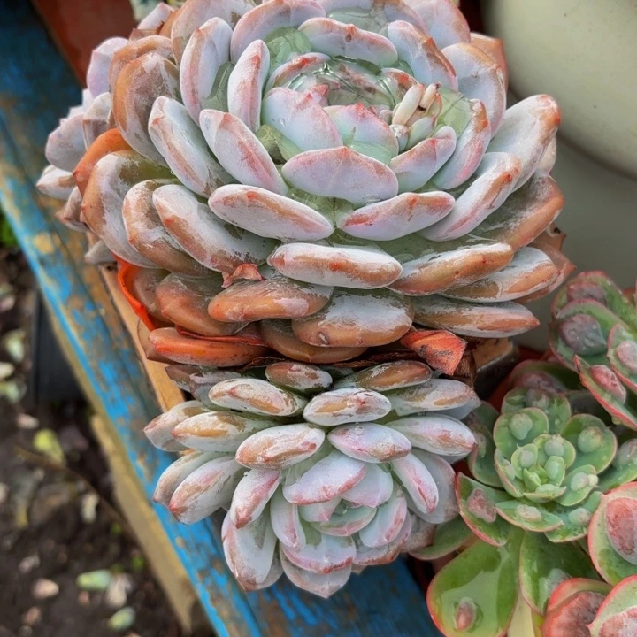 墨***解老桩精品肉肉橙子