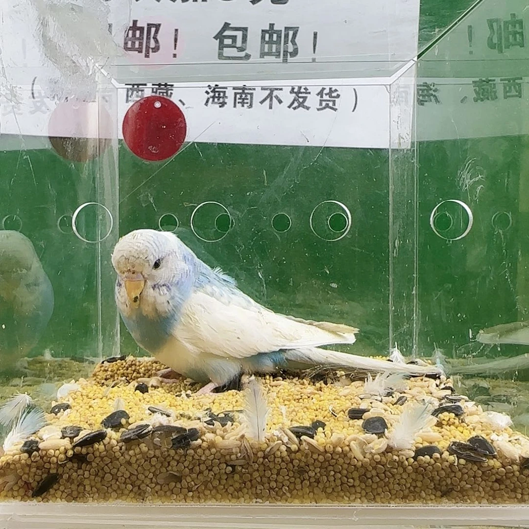 虎皮鹦鹉大头鹦鹉