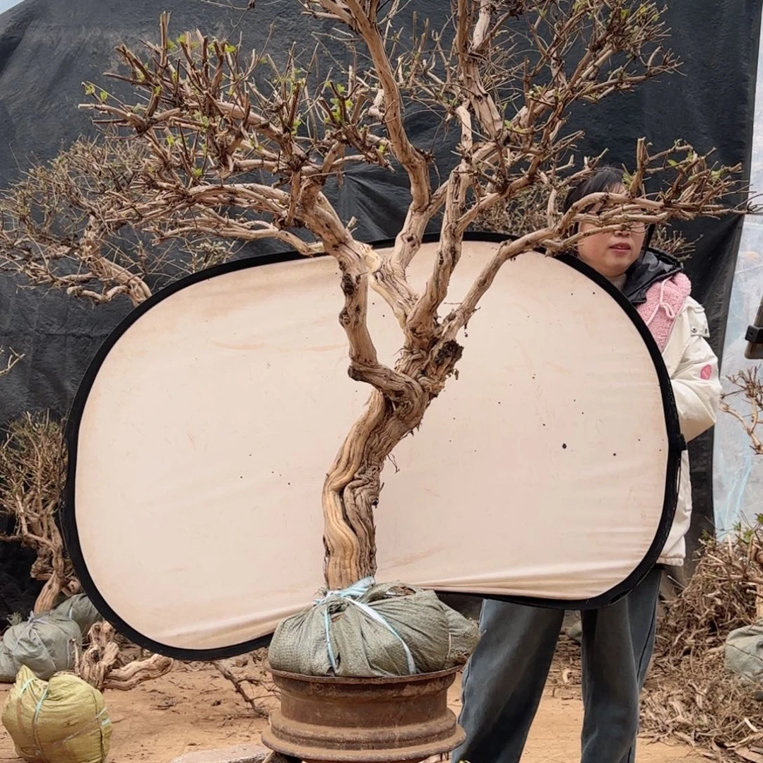 诺***）金银花金银花金花金