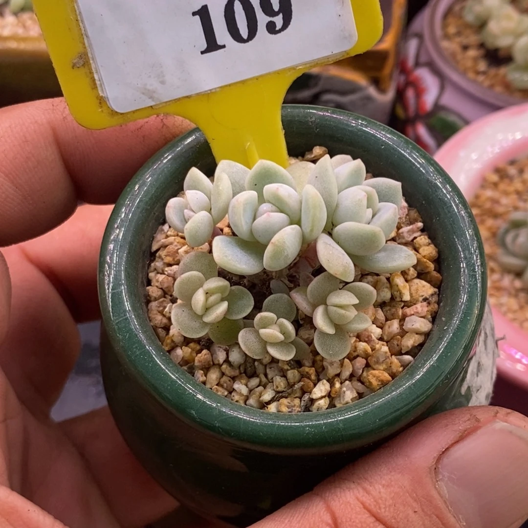 9109冰玉小树6头群……