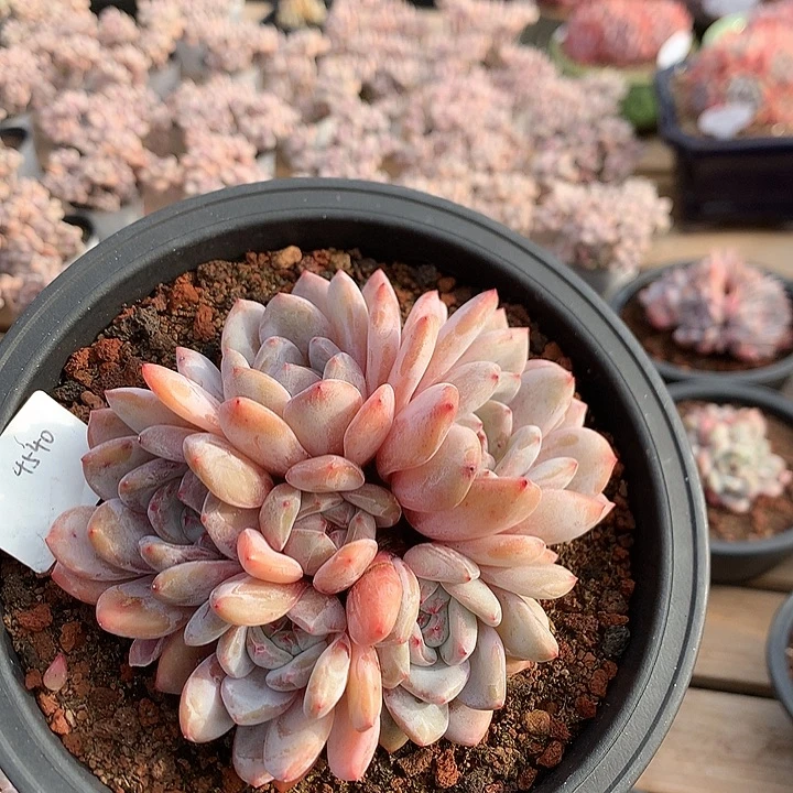 14厘米六头有砍石榴籽 捧花 4540