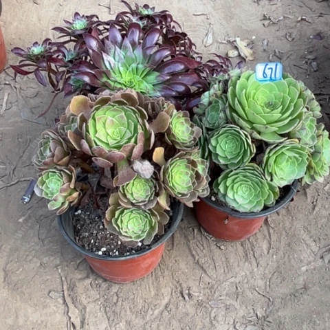 671多肉植物组合，