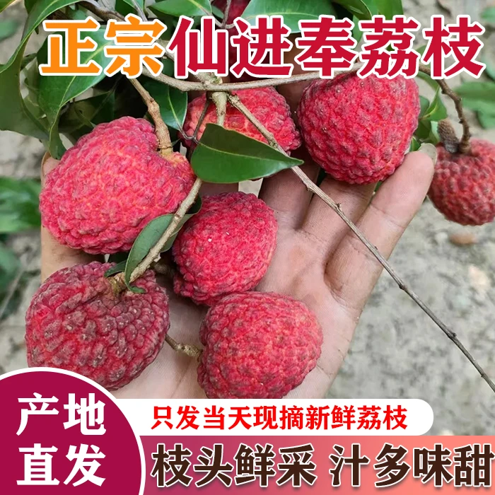 【顺丰次日达】仙进奉荔枝新鲜现摘爆甜多汁肉厚核小江浙沪皖次日达