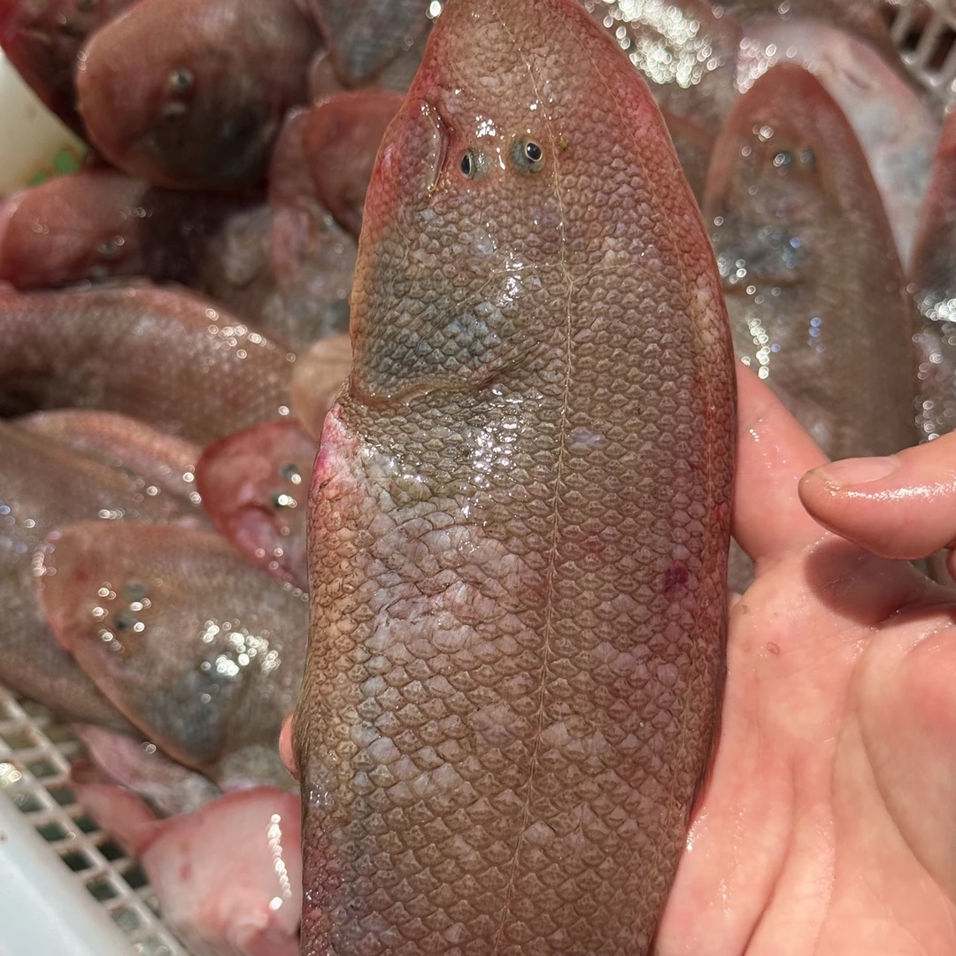 乌石天然网仔中龙利鱼3-5斤