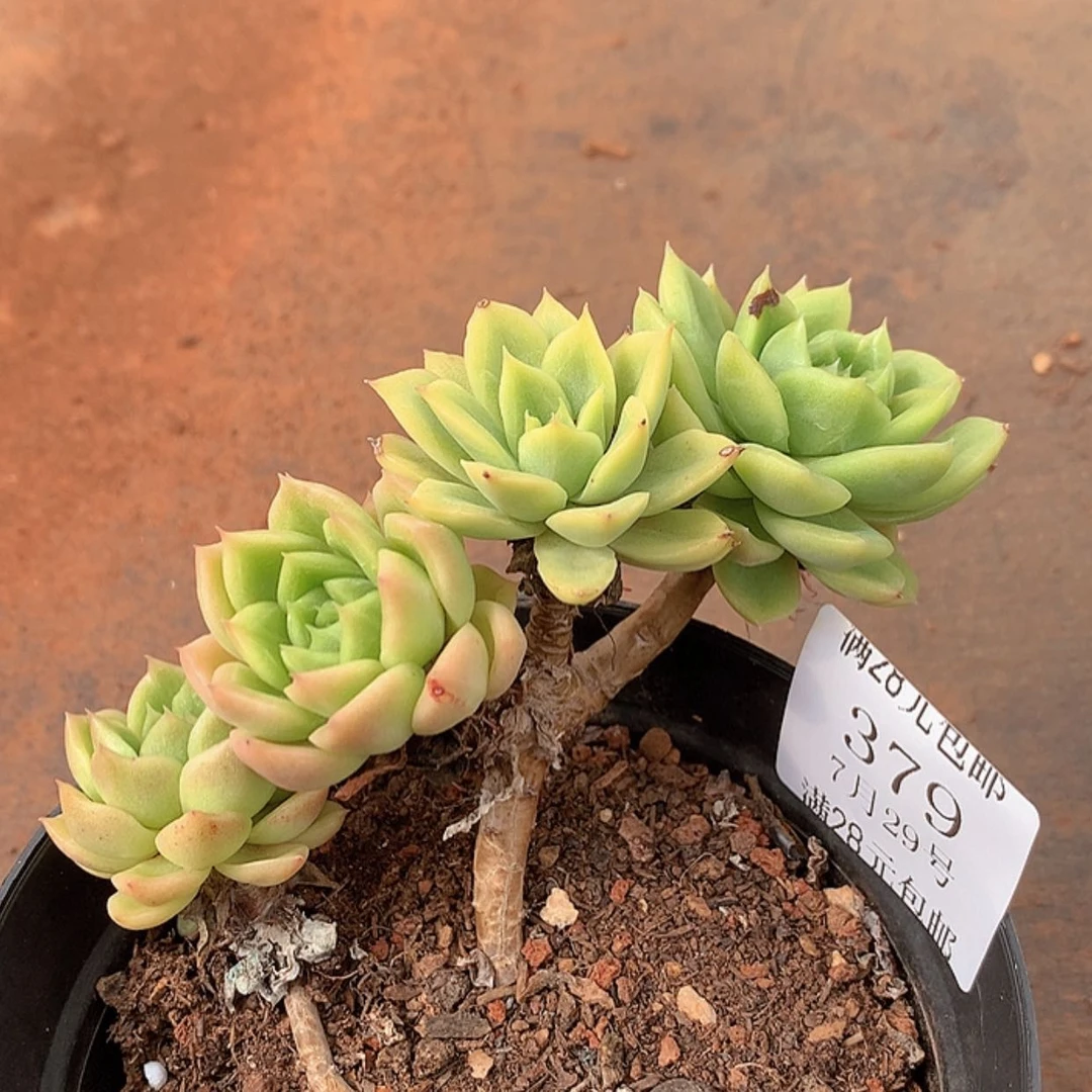【闪购商品】云379号