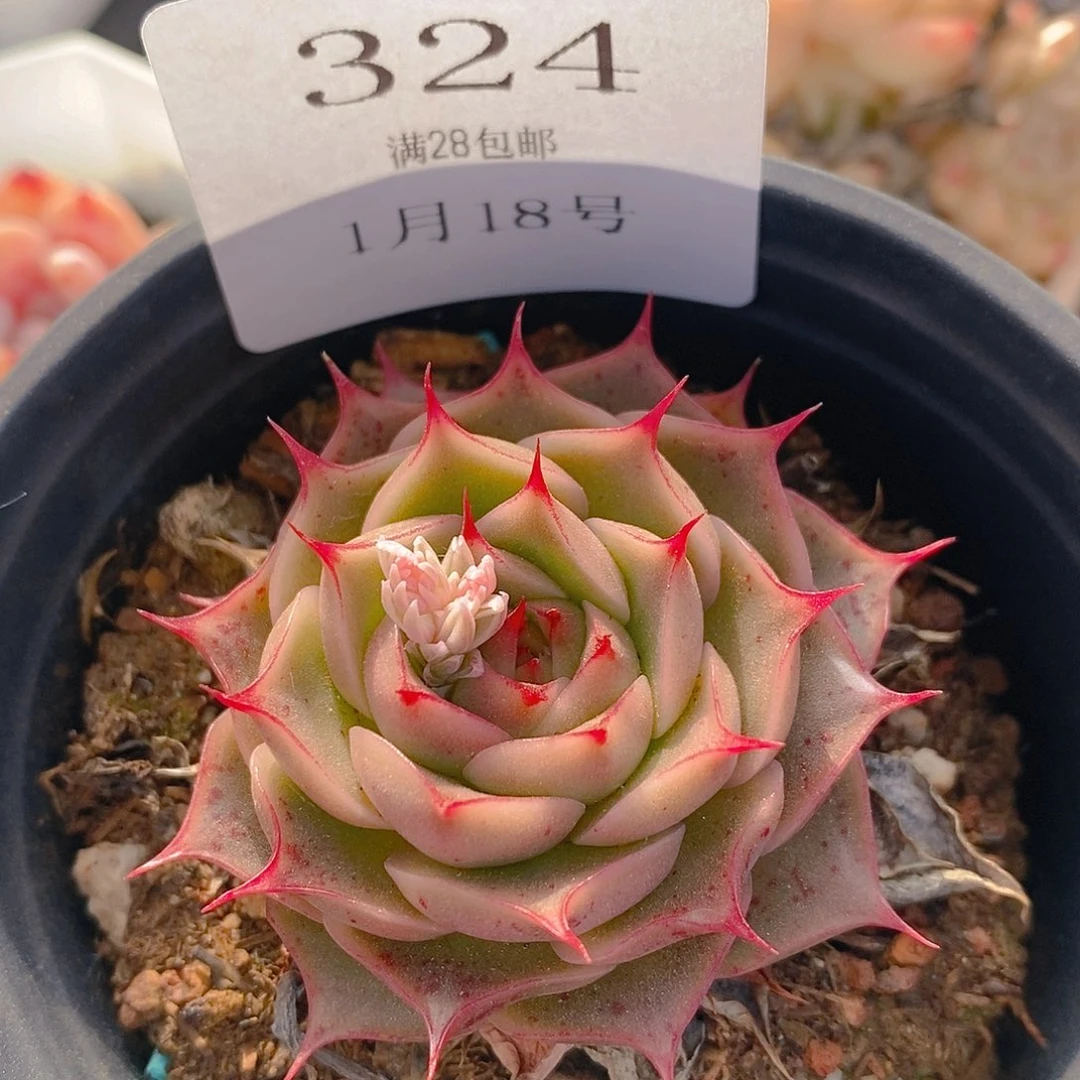 【闪购商品】云324