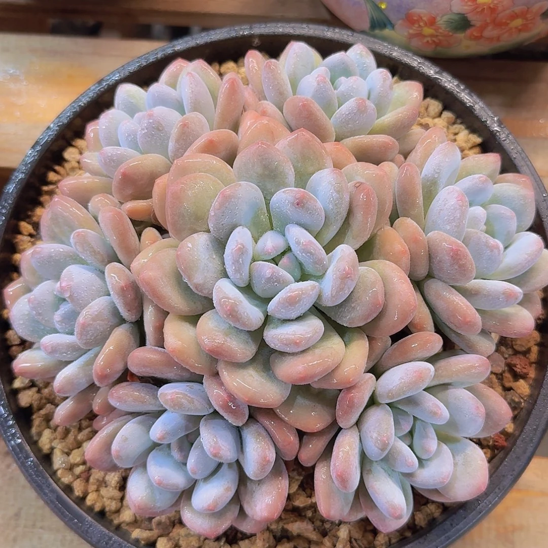 香水多肉一物一拍