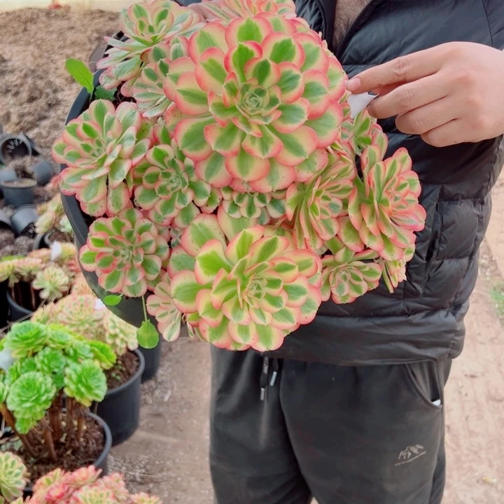 女巫5加伦88号多肉法师