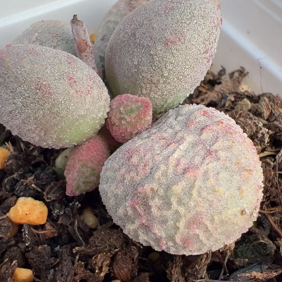 粉白冰晶实生新品