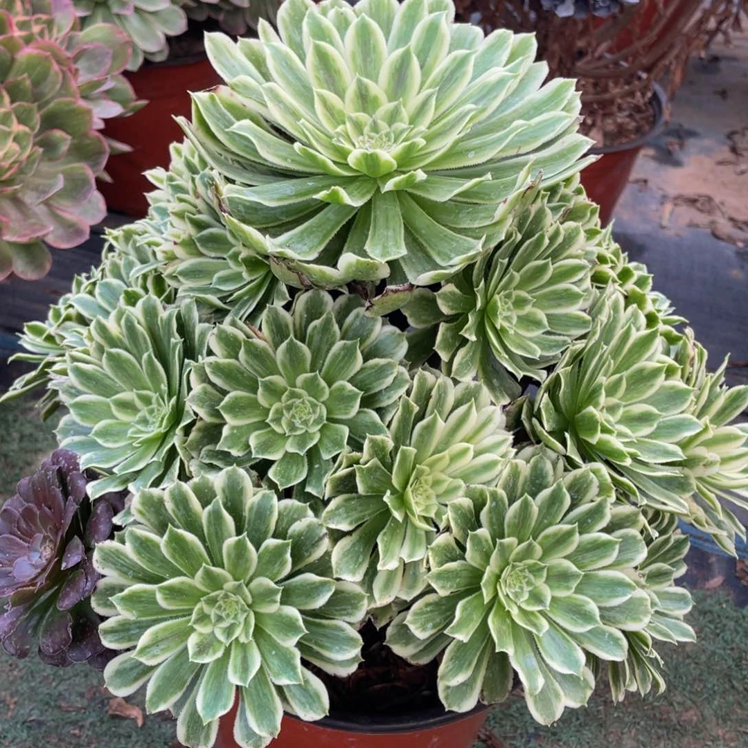 901碧浪精品法师多肉