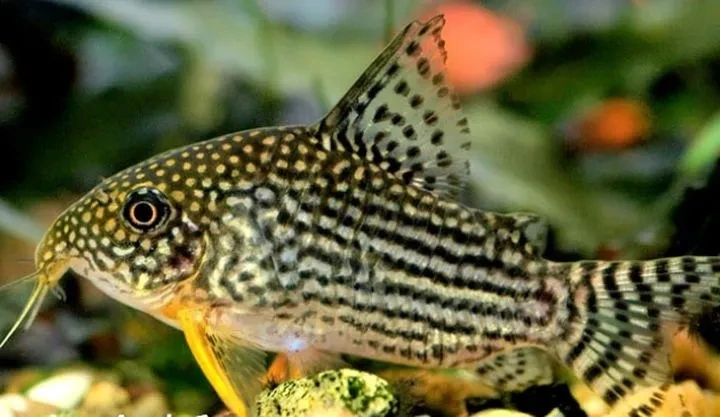 金翅珍珠鼠茉莉豹鼠工具鱼，清理食物残渣粪便皮实翻砂必备