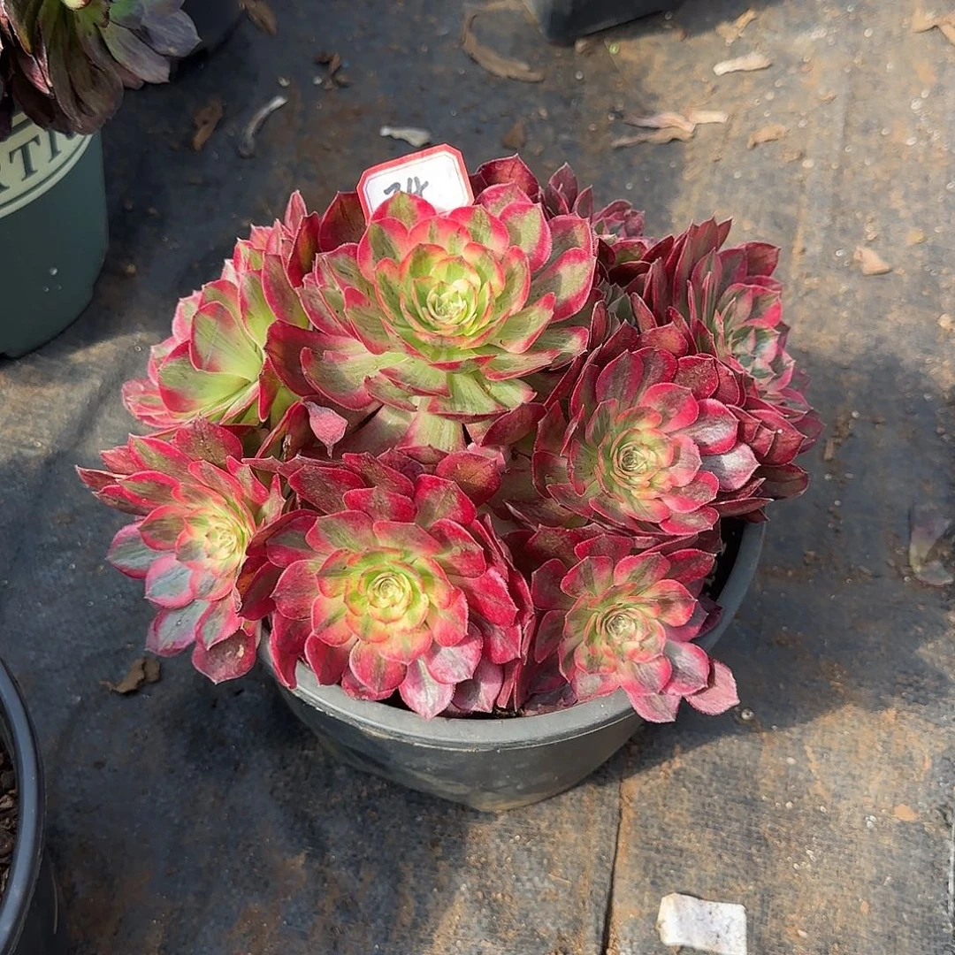 精品多肉植物0034