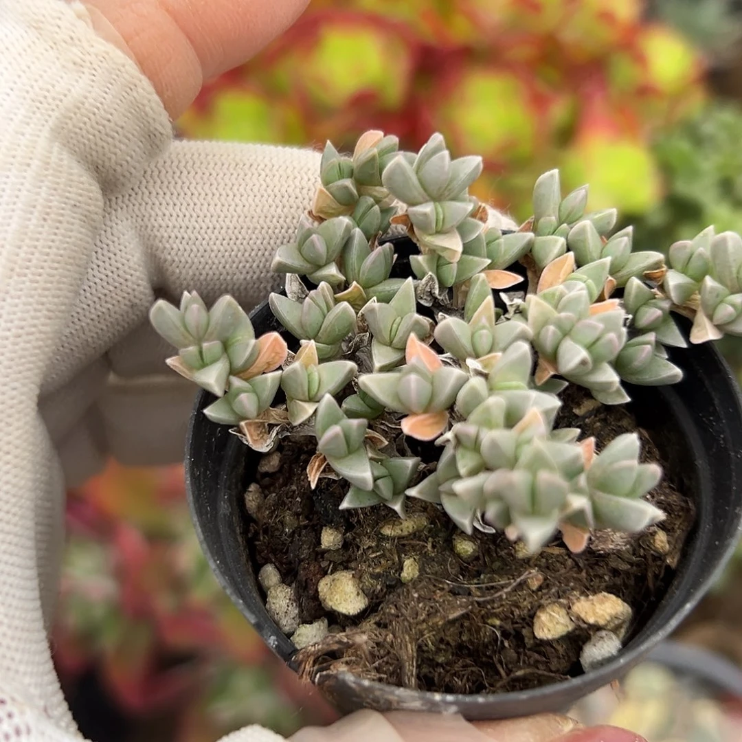 多肉植物及碧玉莲
