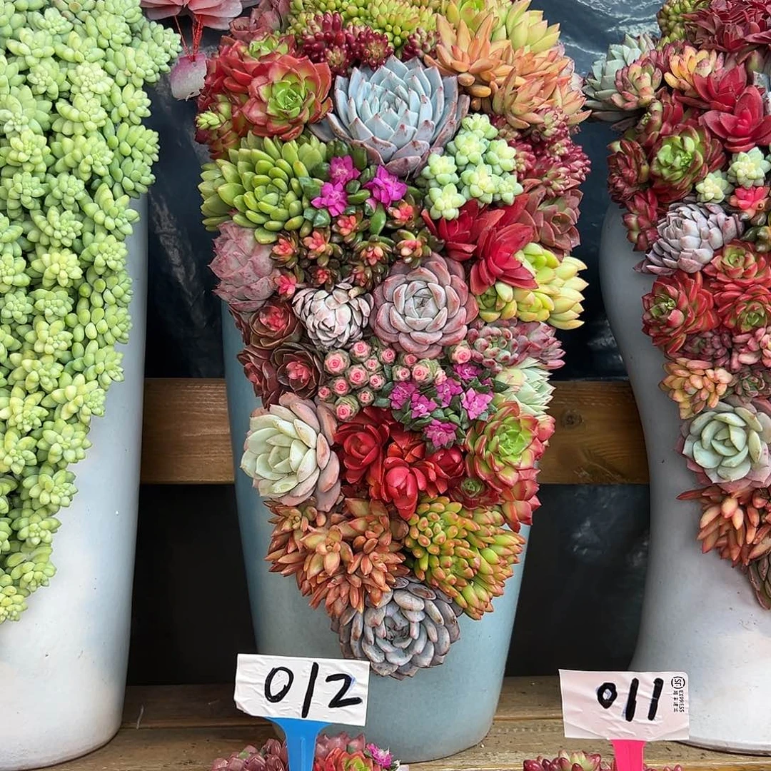 123➕011➕126多肉组合