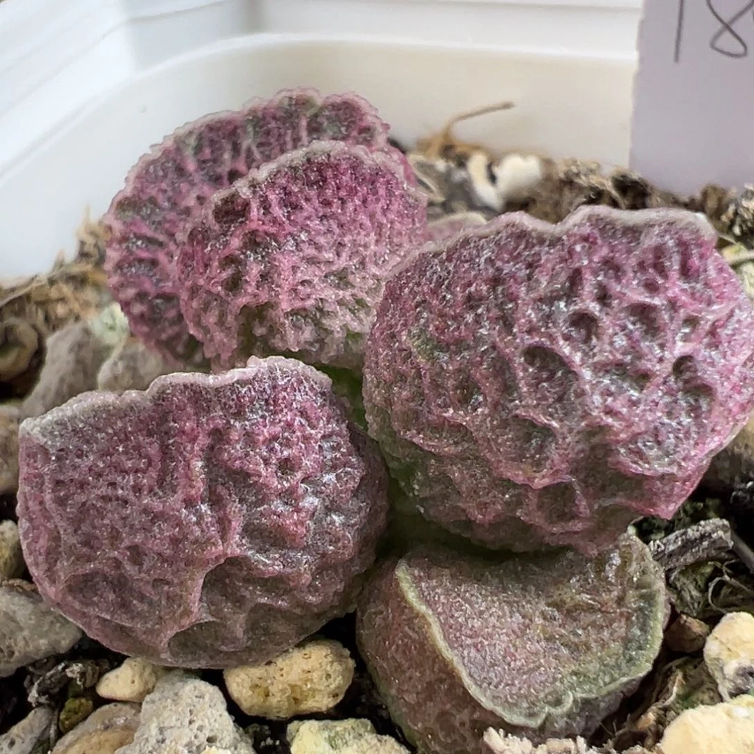 粉色系网纹款实生新品