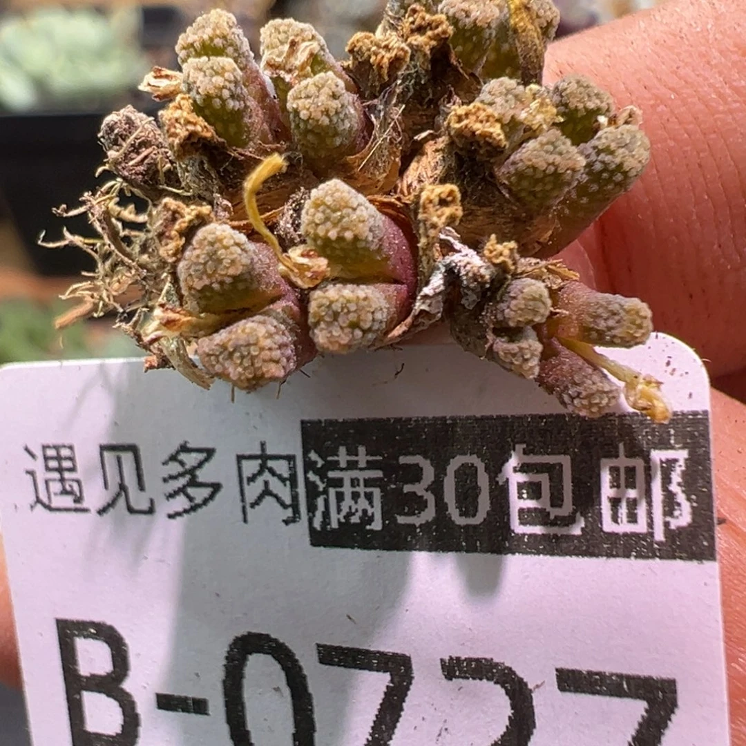 多肉植物11111111111