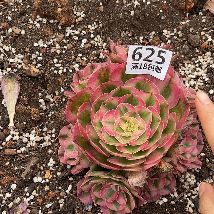 625倾城朵朵无根发货福利不包断枝