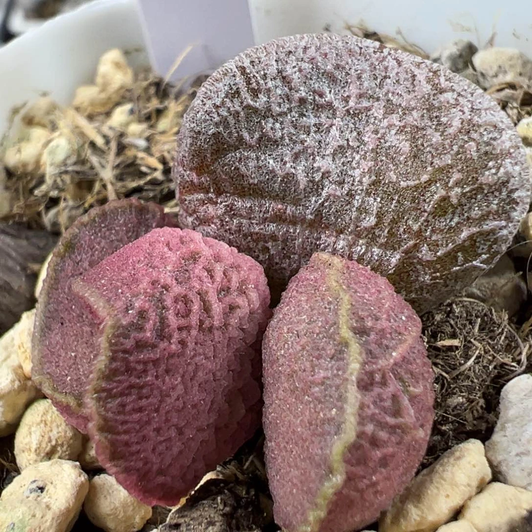 粉色系冰晶纹路款实生新品