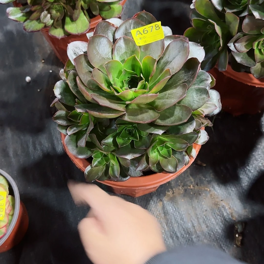 魅金玫瑰678多肉多肉