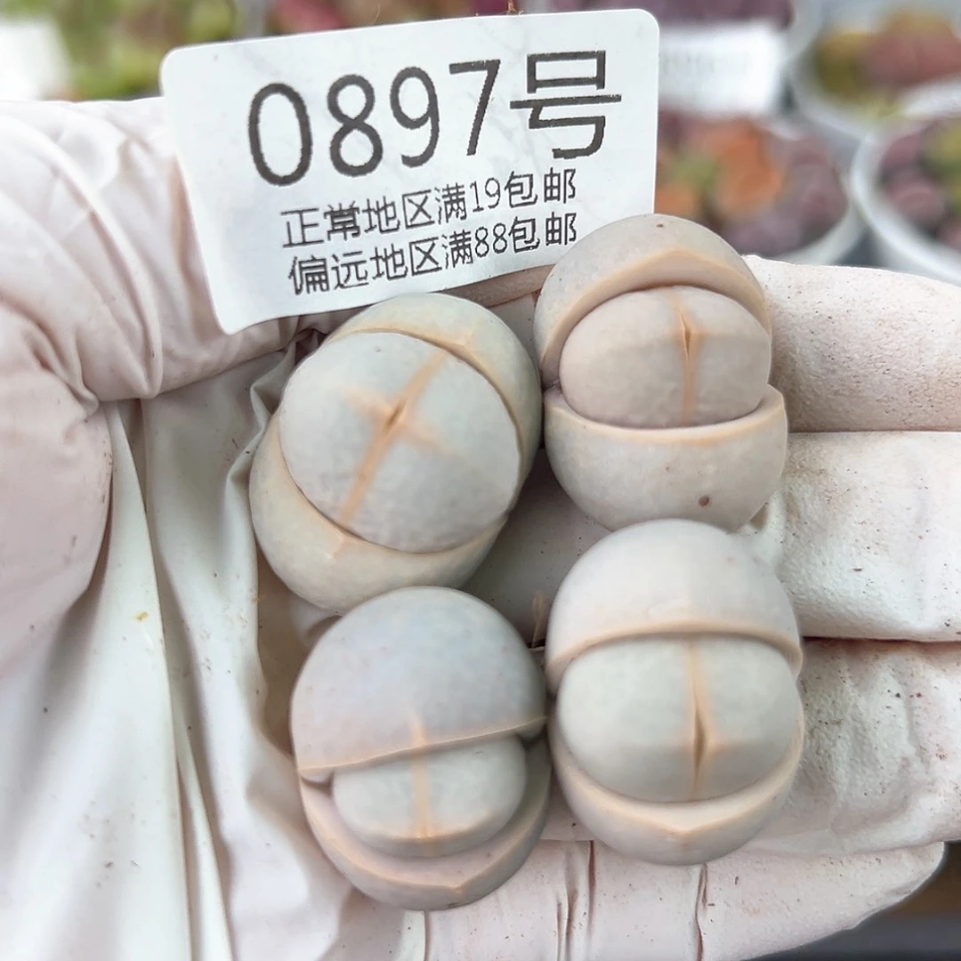 好养易活生石花大母本0897