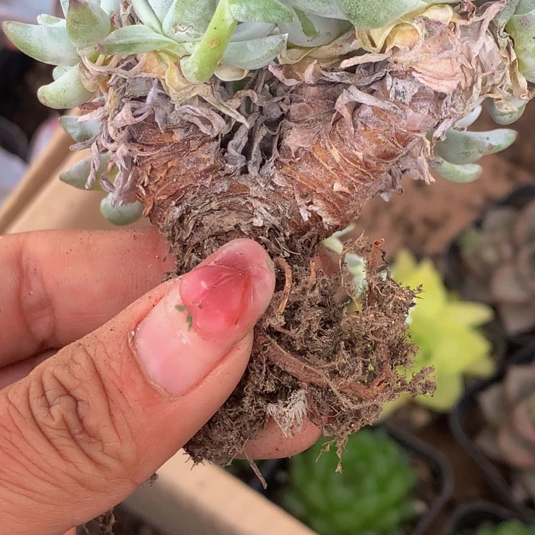 白菊2颗 （满6.66包邮不满6.66发叶子）