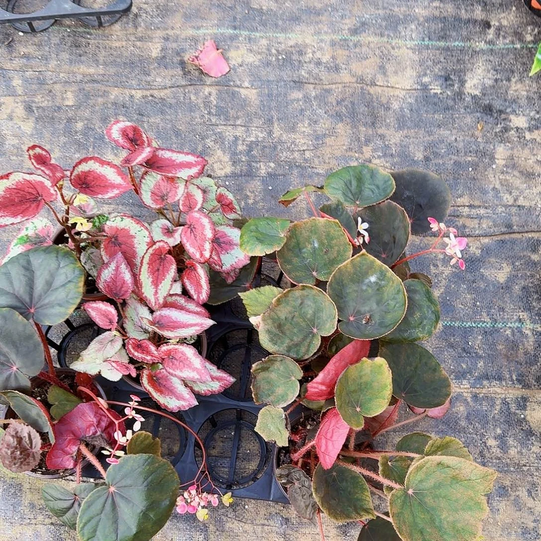 完全开放红宝石一棵