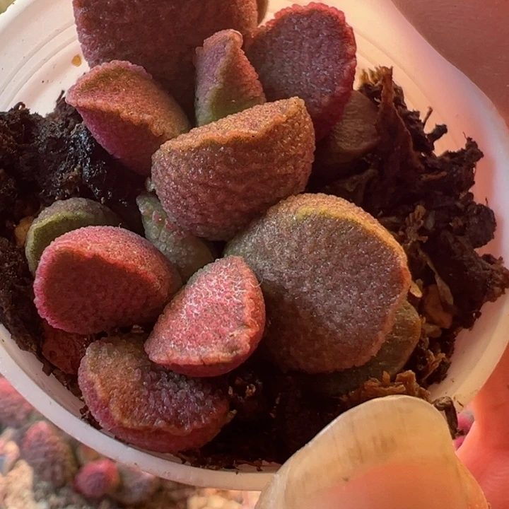 古可以说是我的一大