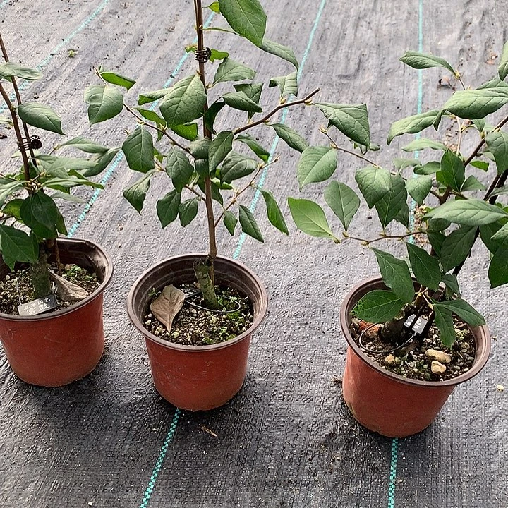 完全开放宫鼓嫁接苗28.8