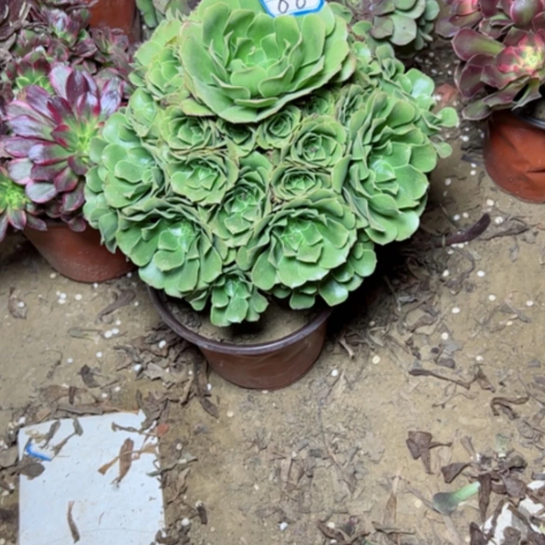 【闪购商品】绿杨荣88