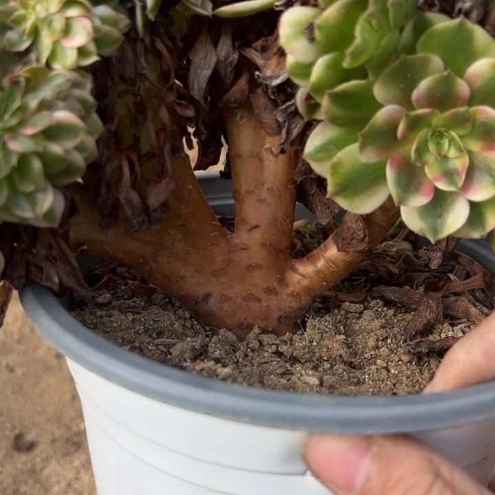 荔枝缀多肉植物098