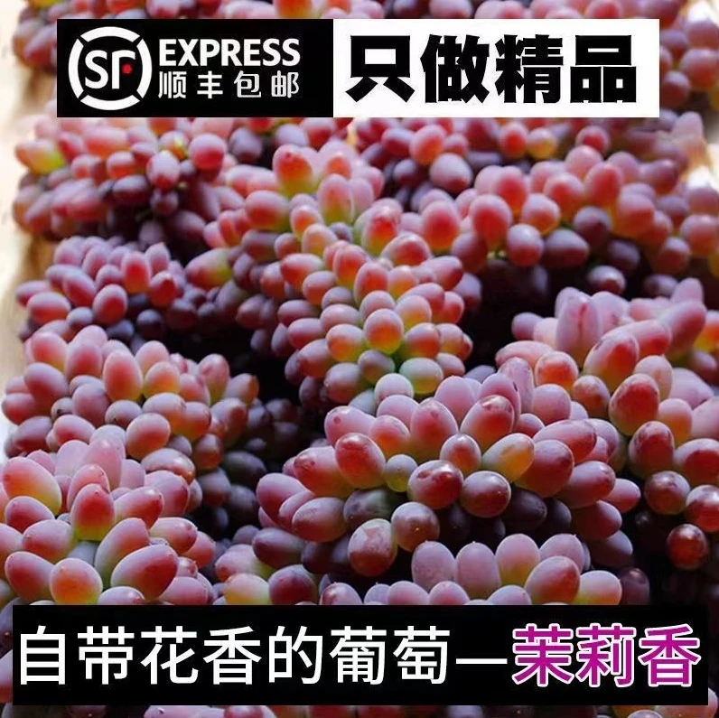 【坏果包赔】正宗云南茉莉香葡萄新鲜采摘优质香甜提子水果产地直发