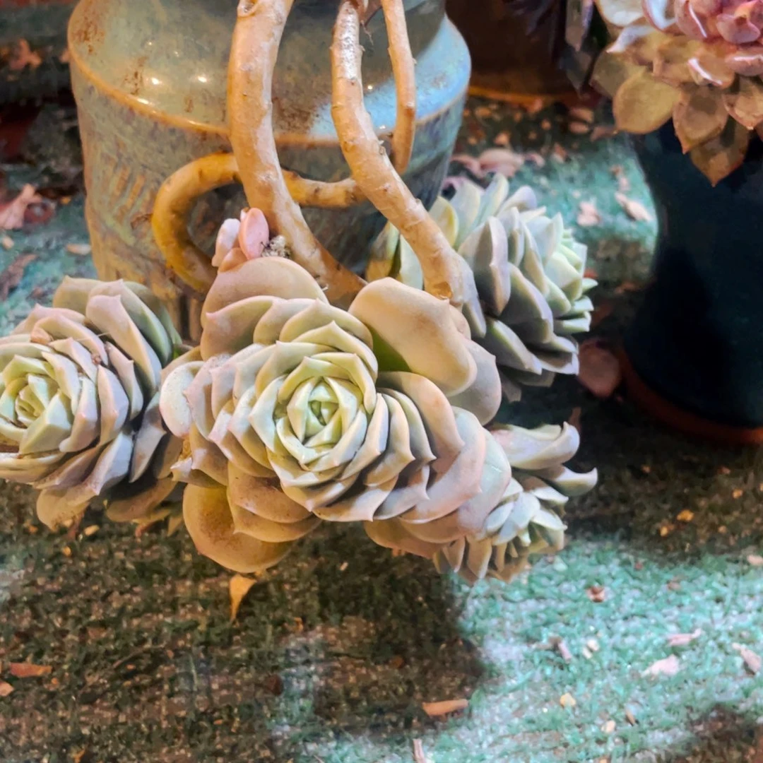 布***哥可爱玫瑰悬崖造型快递包邮