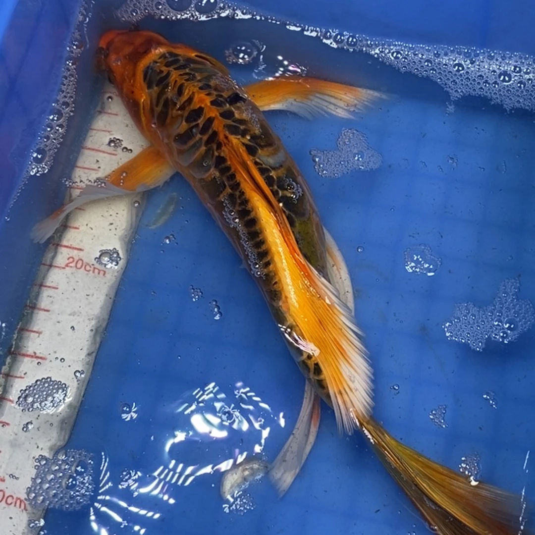 锦鲤冷水锦鲤包邮