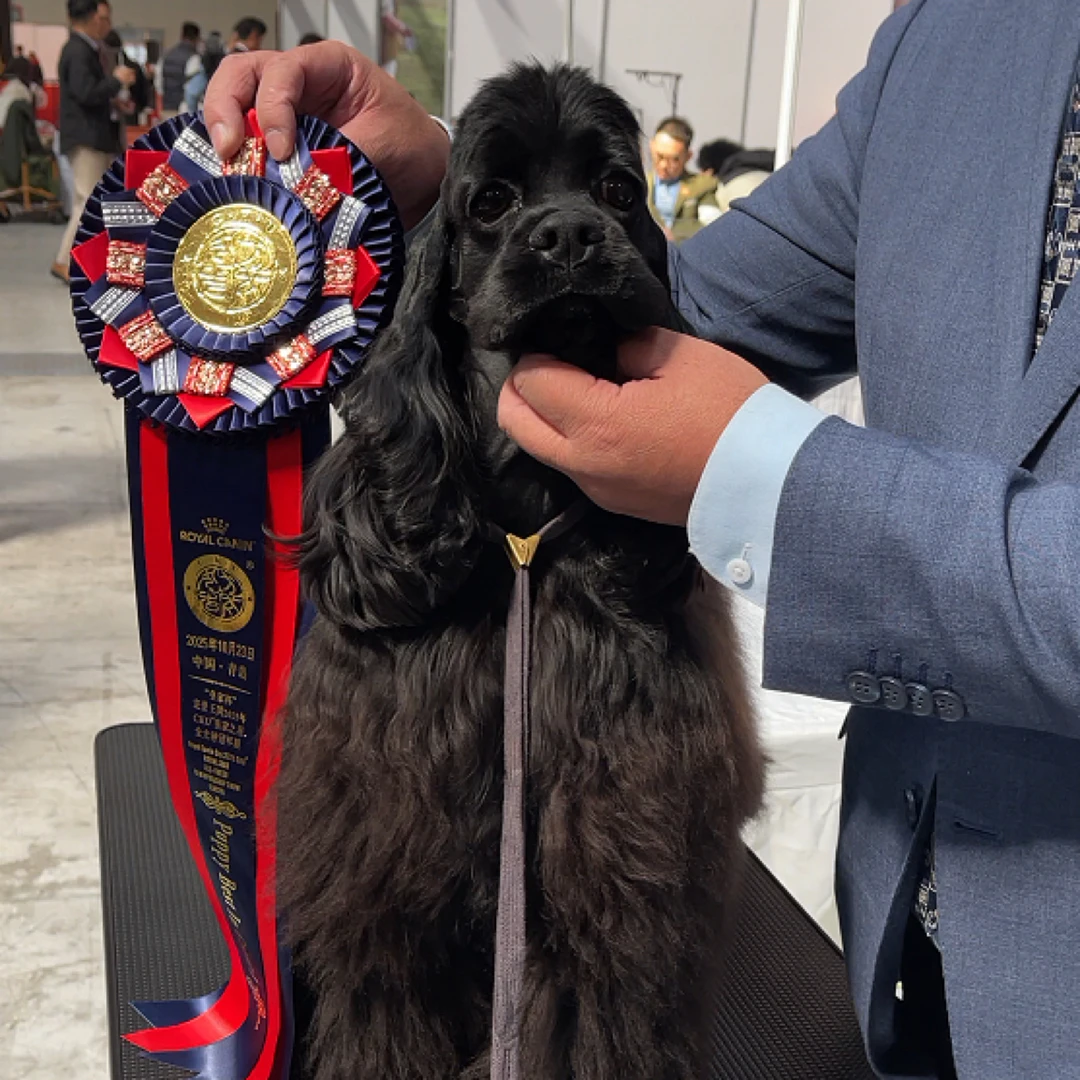 【比赛日福利】赛级犬舍幼犬 200=1000