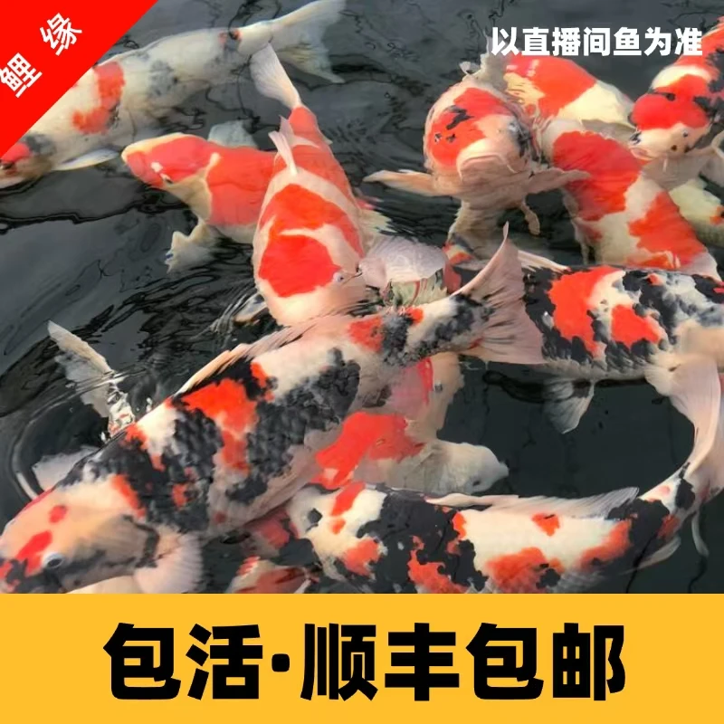【13-17cm混色3条】冷水锦鲤活体红白三色昭和黄金易活观赏鱼放生