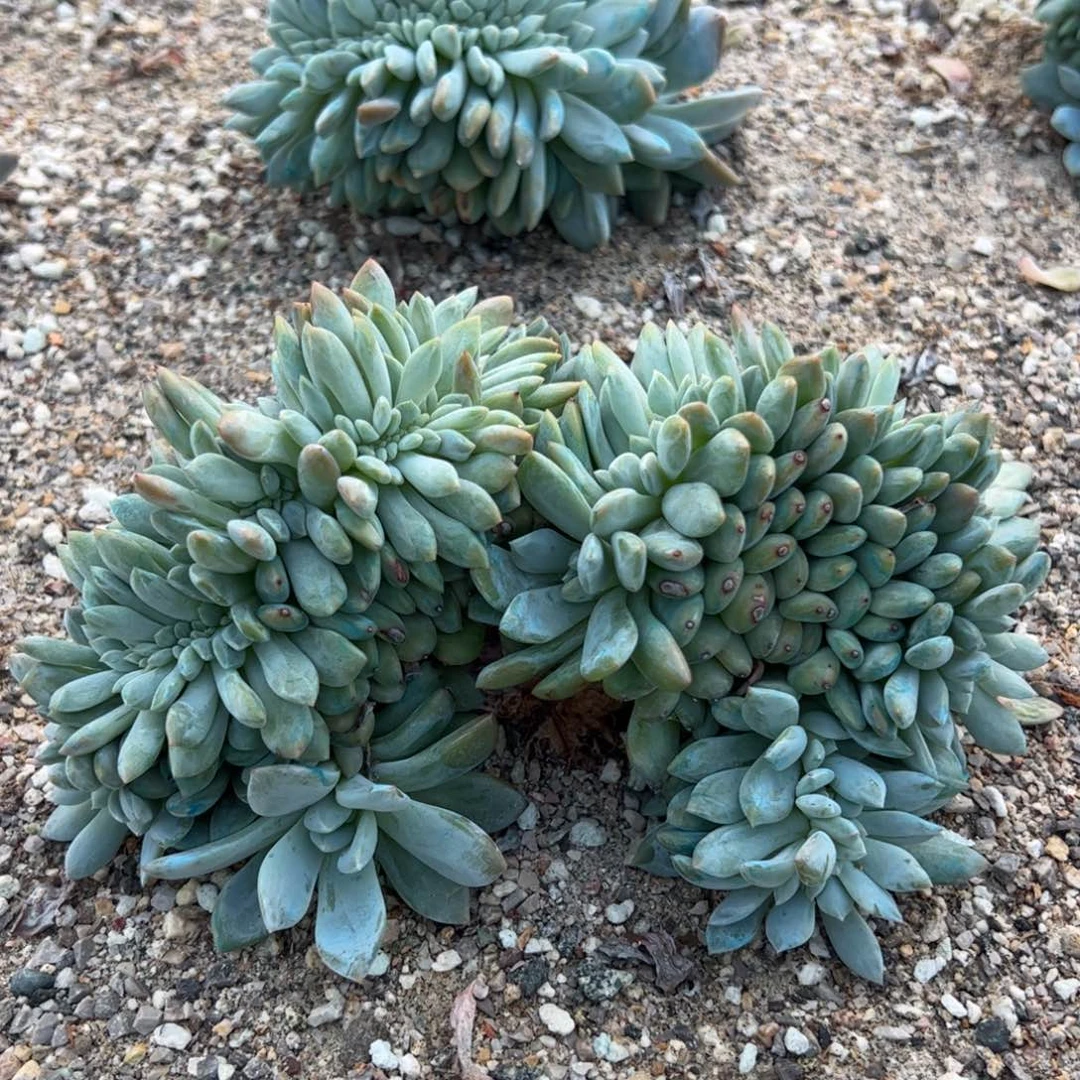 24号请不要私自拍哦、想要那颗告诉我们。