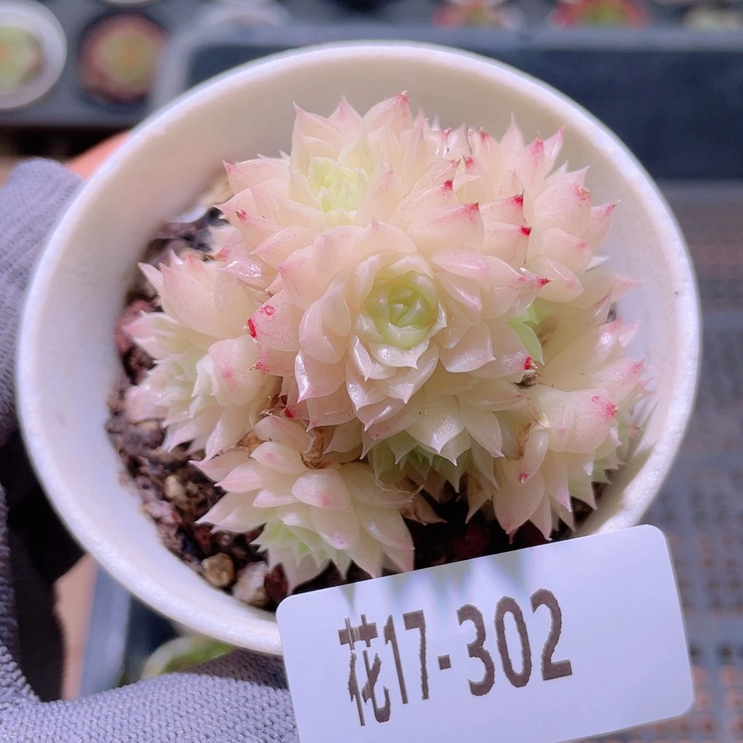 花利美17-302麦秆群