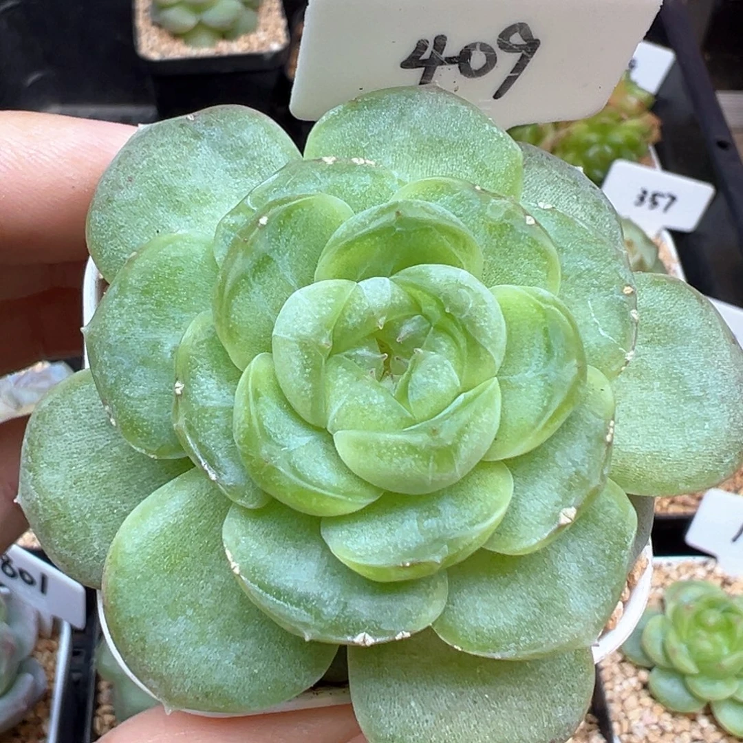 409号风花雪月系列流光