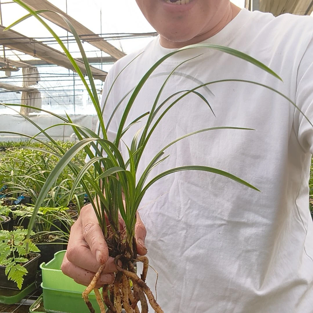 刘***号无花朵春兰不知名