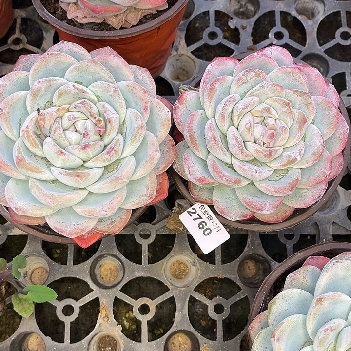 阿雅园艺。       2760两颗