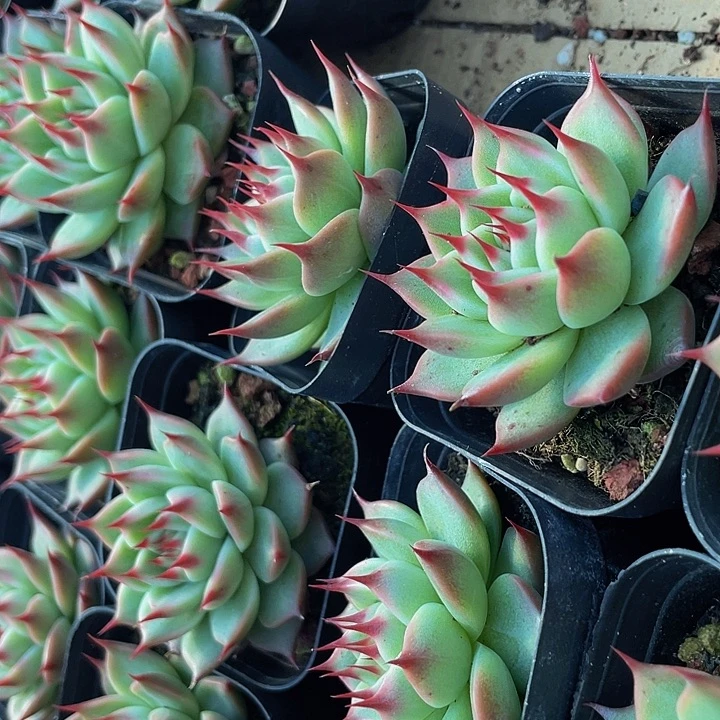 托斯卡带盆土发货