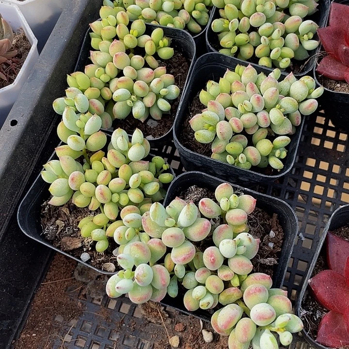 打磨福娘带盆土发